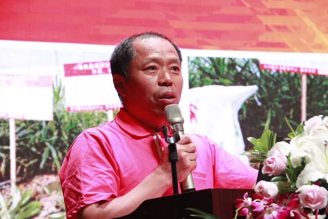 生姜种植增产妙招,种植一亩生姜要多少钱的化肥