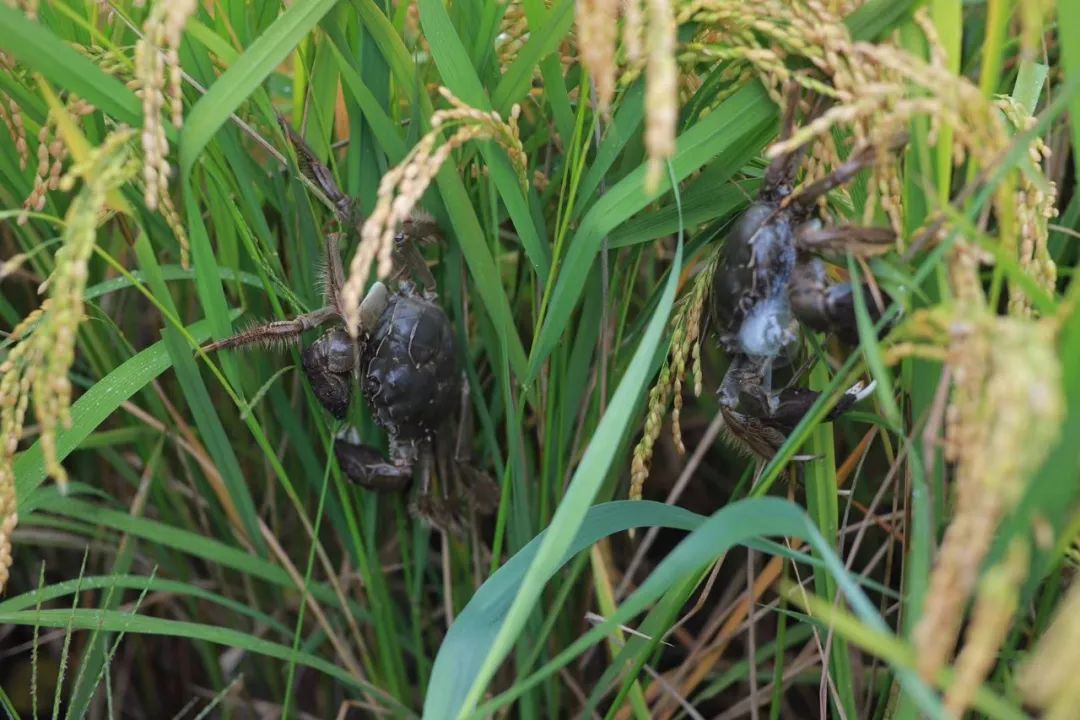 国家有什么螃蟹,国家保护的螃蟹有哪些