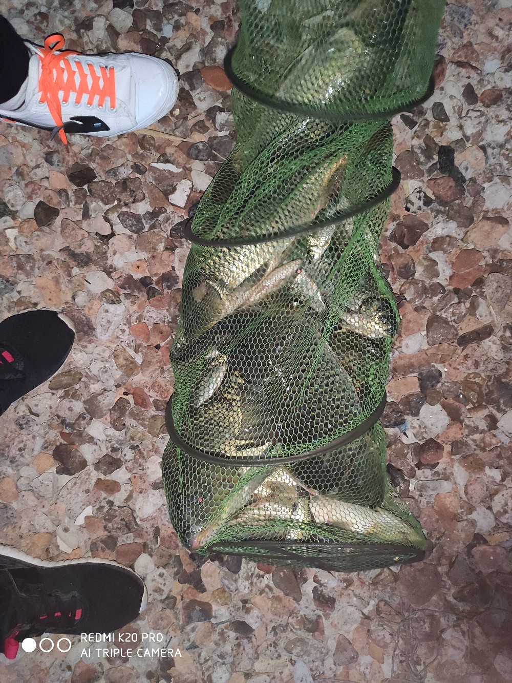 自制鲫鱼窝料没有味精,四季通用自制鲤鱼鲫鱼窝料