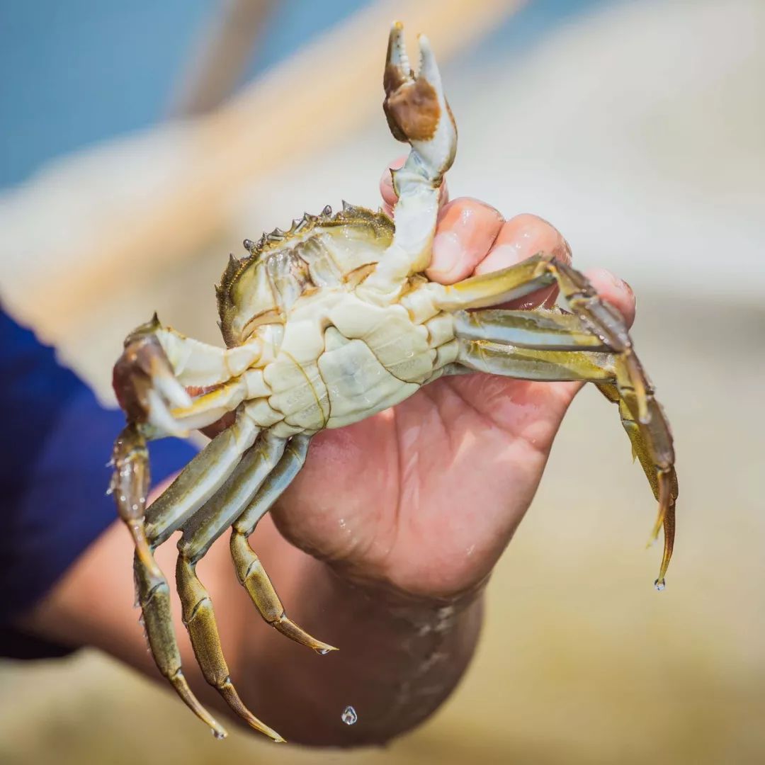 大闸蟹好的蟹黄口感怎么样,这大闸蟹真新鲜咬一口全是蟹黄