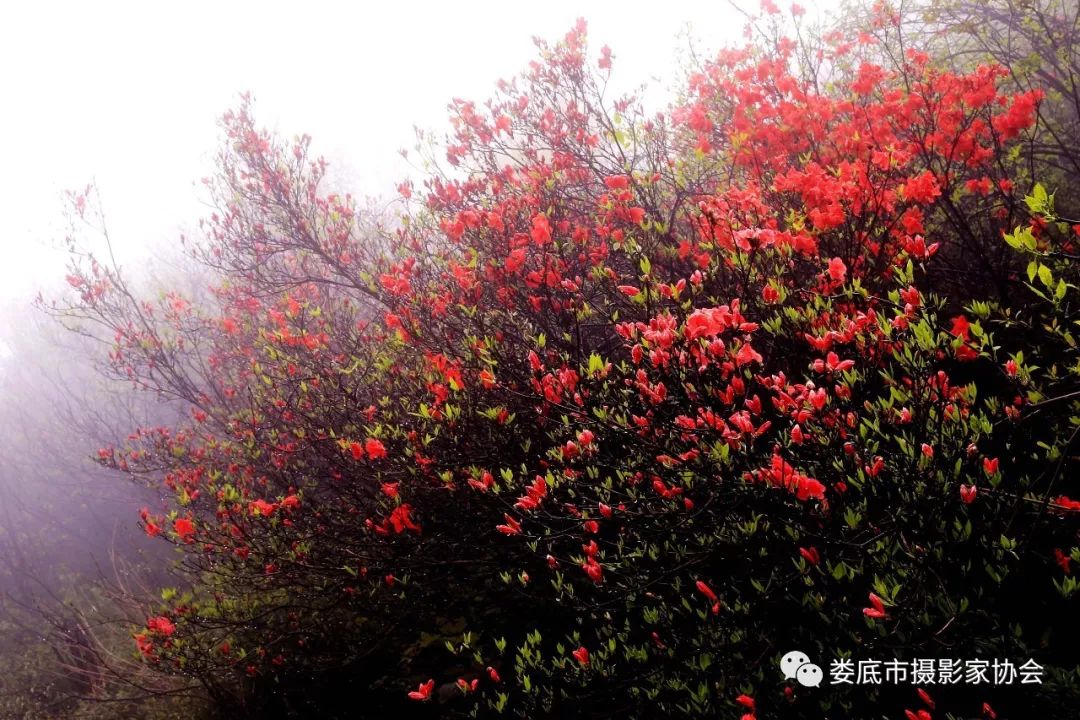 生态娄底美丽家园——【壮丽70年奋斗新时代】娄底首届风光摄影作品展览生态小品作品选登