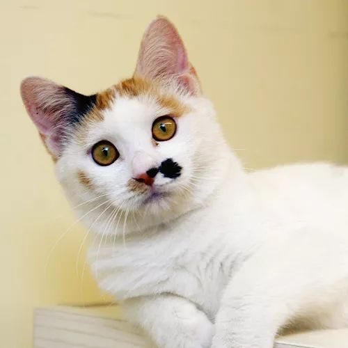 领养猫咪哪一种年龄最合适,领养一只小猫咪的十个理由