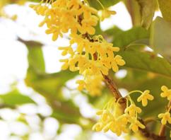 中秋佳节,聊一聊桂花的那些事儿~