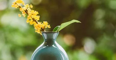 中秋佳节，聊一聊桂花的那些事儿~