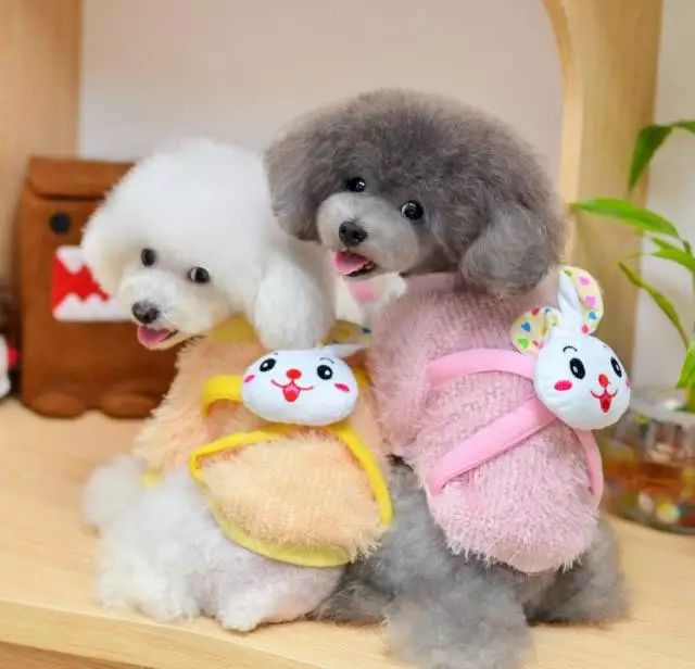 丽江宠物基地,丽江最好的宠物医院