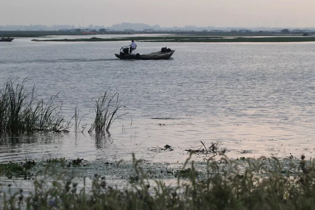 大闸蟹为什么这么好吃,大闸蟹公好还是母好吃