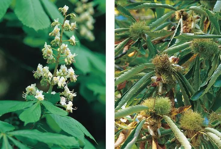 识别树木的最快方法,真假树木鉴别方法