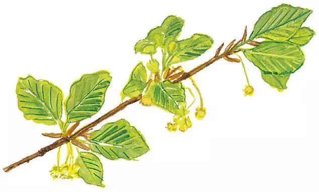 识别树木的最快方法,真假树木鉴别方法