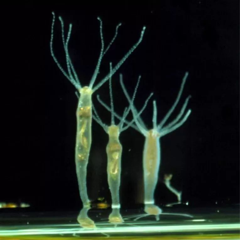 海洋水母梦幻般的美,水母海洋中的梦幻图片