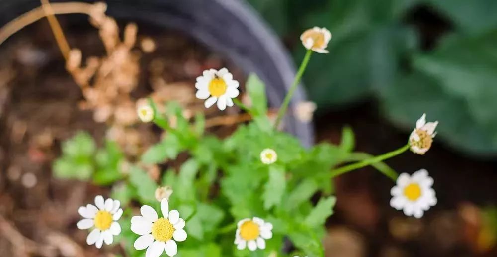 白糖到底多厉害,原来白糖还有这些作用