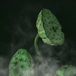 从莲花开,到深秋枯荷听雨,一年就过去了|此刻夜读