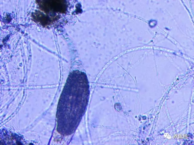气温升高了需要进行病虫害防治吗,天气冷预防病虫害的措施