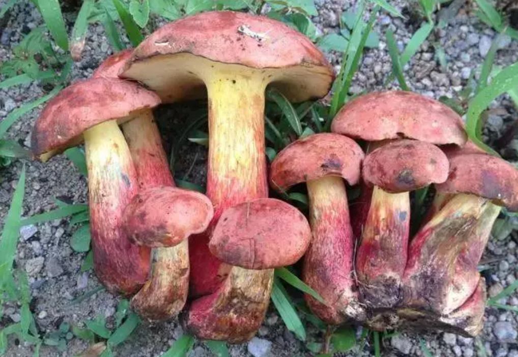 云南真的有很多毒蘑菇吗,云南的蘑菇真的那么毒吗