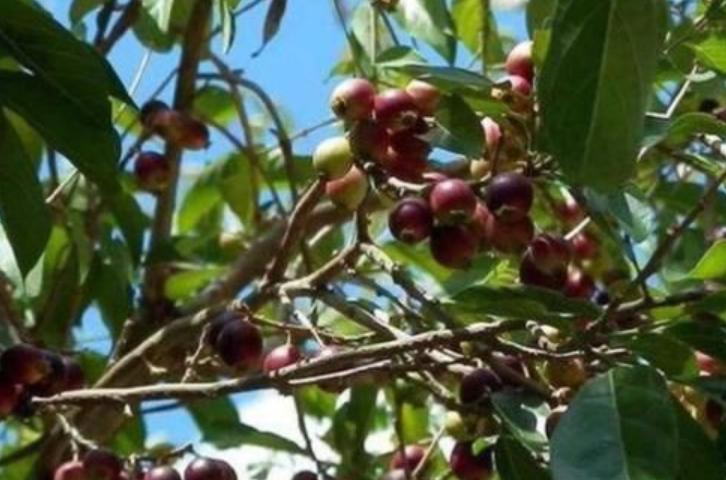 最伤舌头的四种食物,为什么一吃甘蔗舌头就烂