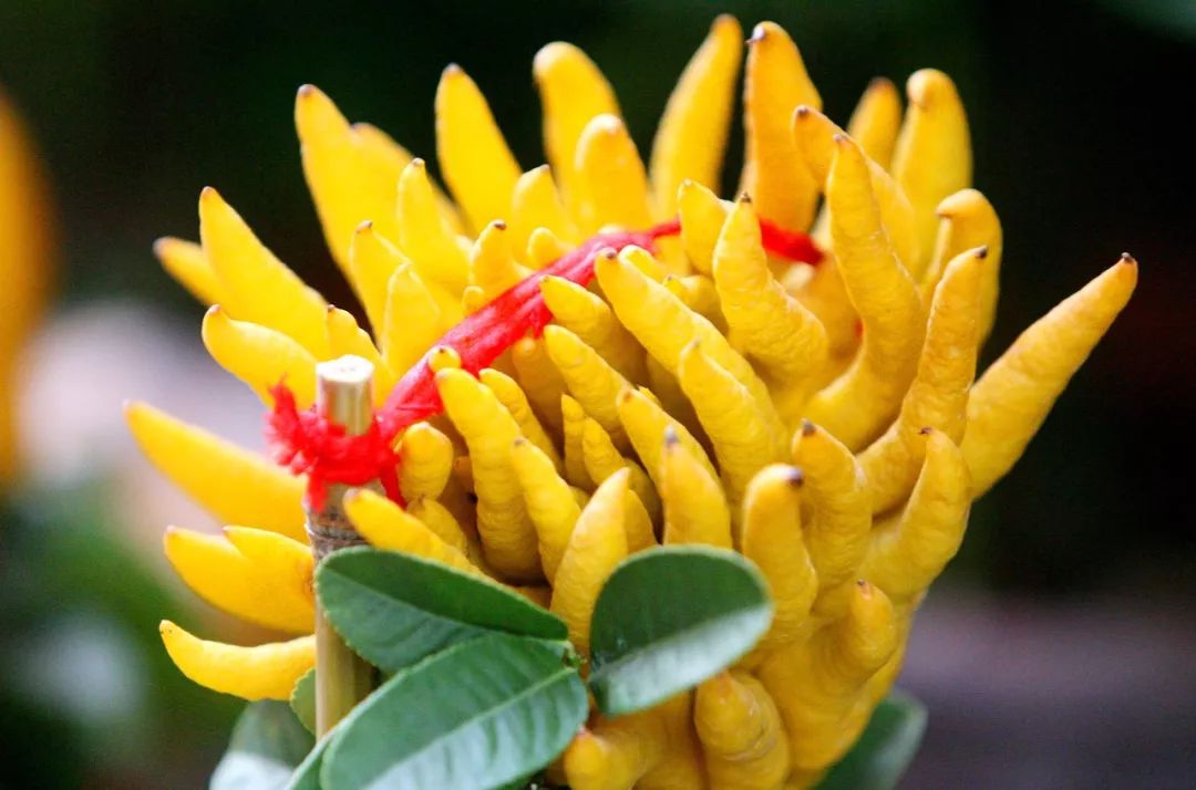 口臭推荐真实测评,白开水加一物去除口臭