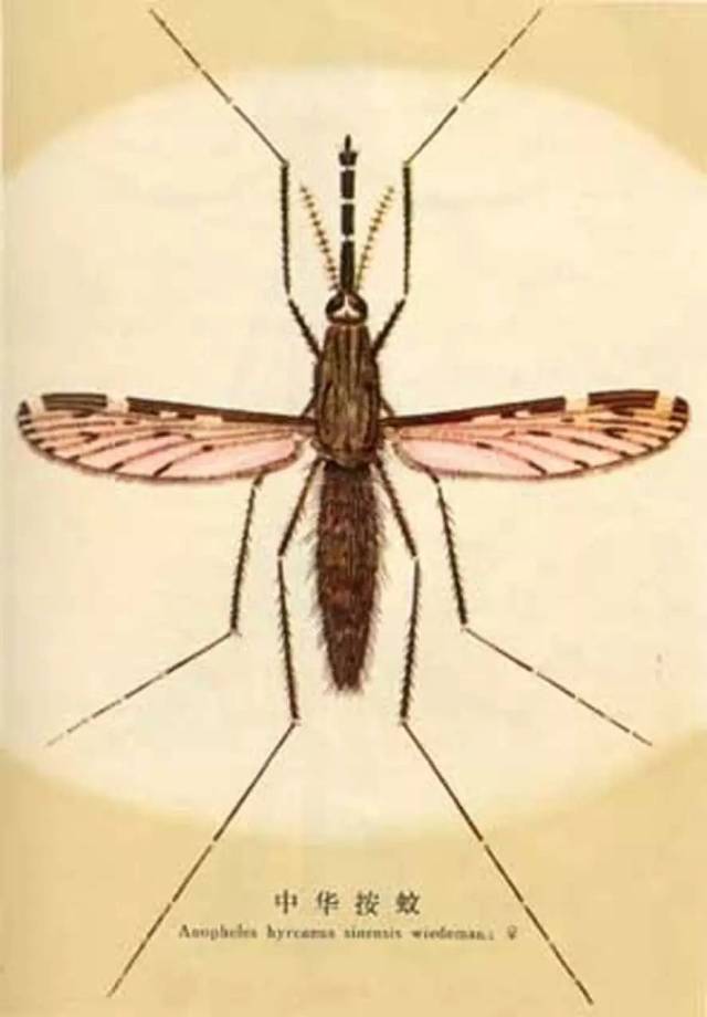 灭蚊最有效方法,这些灭蚊方法最有效你做对了几条