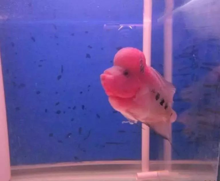 慢性肠炎用中医还是西医治疗好,肠炎食疗最简单方法