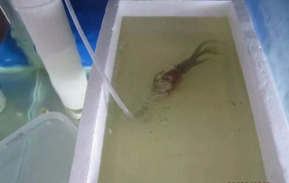 慢性肠炎用中医还是西医治疗好,肠炎食疗最简单方法