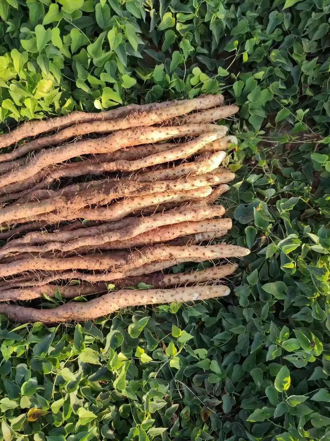 闪购|秋季滋补哪家强？当令食材之铁棍山药、板栗南瓜可以有