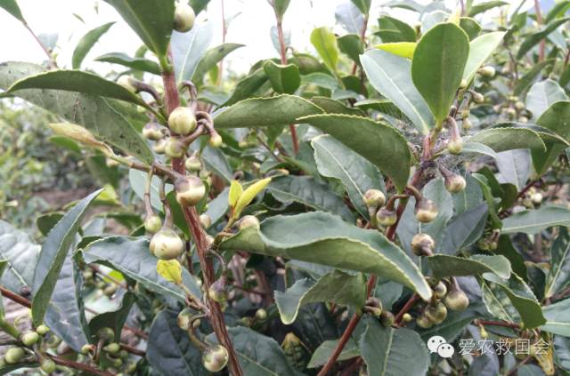 茶树开花太多怎么处理,茶树开花什么原因