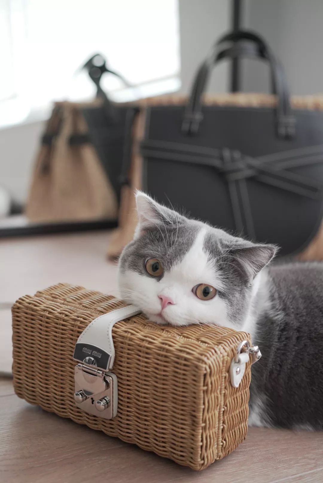 HomewithSS|家的进化论