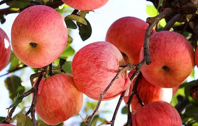 苹果甜不甜记住这几点就行,判断苹果甜不甜的方法