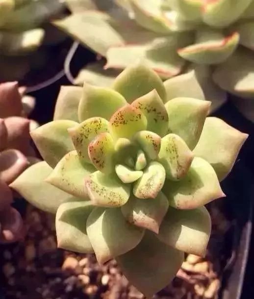 多肉煤烟病可以用酒精擦吗,多肉得过烟煤病土还可以用吗