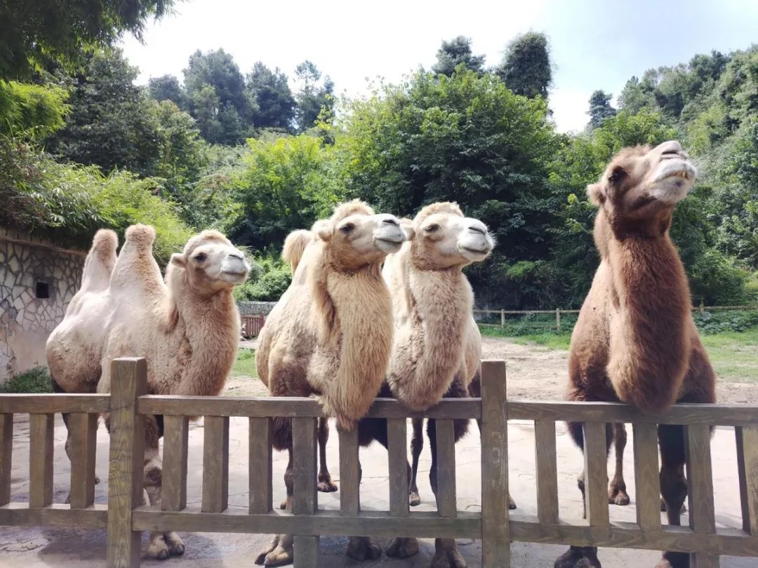 国庆期间贵阳出发自驾游路线,国庆小长假去哪玩贵阳