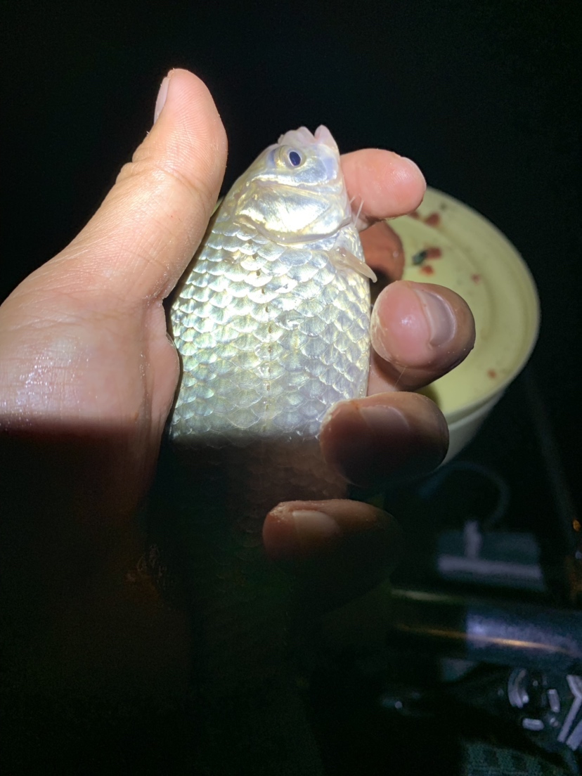 新竿开光有什么讲究,新竿开光爆护