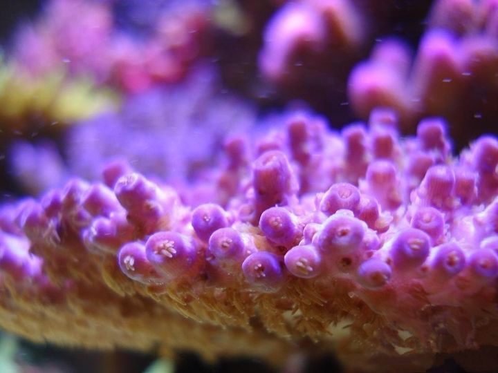 玩海缸需要哪些设备,玩海缸很难吗