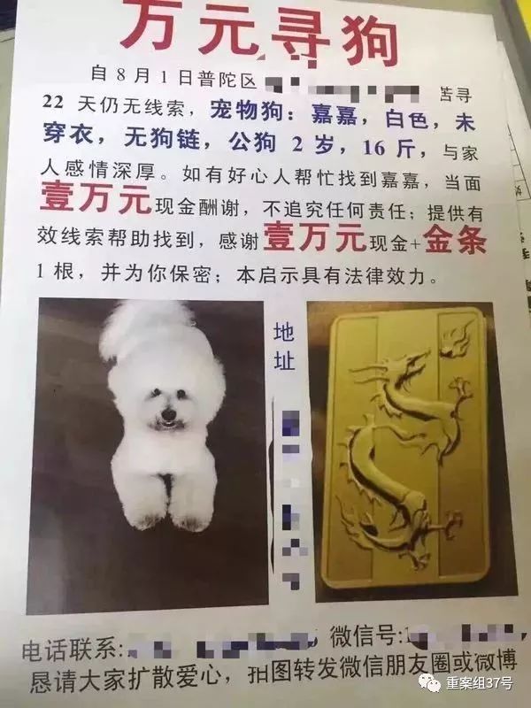 宠物“侦探”：摸透了猫狗习性，也看到了复杂人性