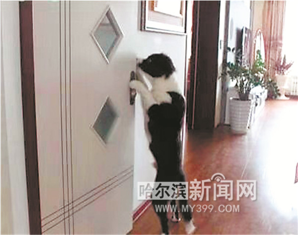 带边牧出门遛弯遇到其他狗,边牧带泰迪开门逃跑