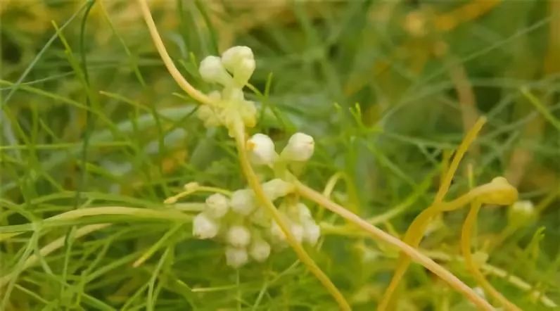 有关十二生肖的草药有哪些,十二生肖中草药食用方法