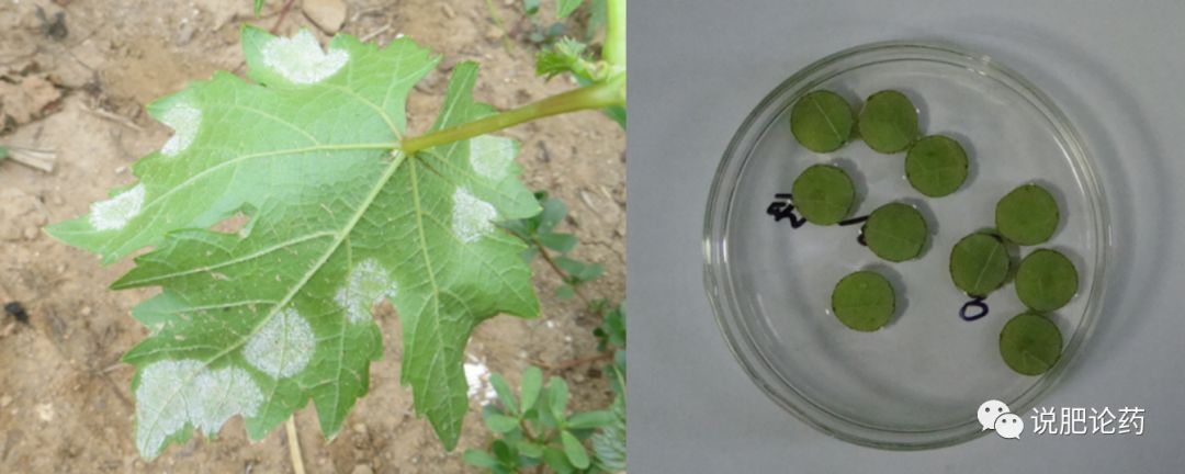 葡萄霜霉的克星,葡萄霜霉菌蛋白功能检测方法