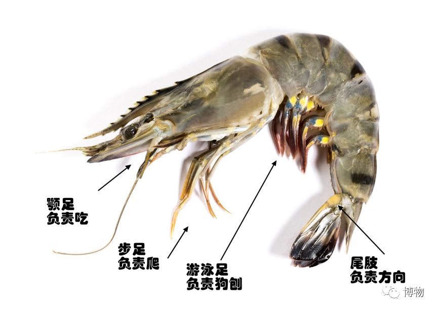 为了变成纯纯的*棍肉**，虾真是操碎了心