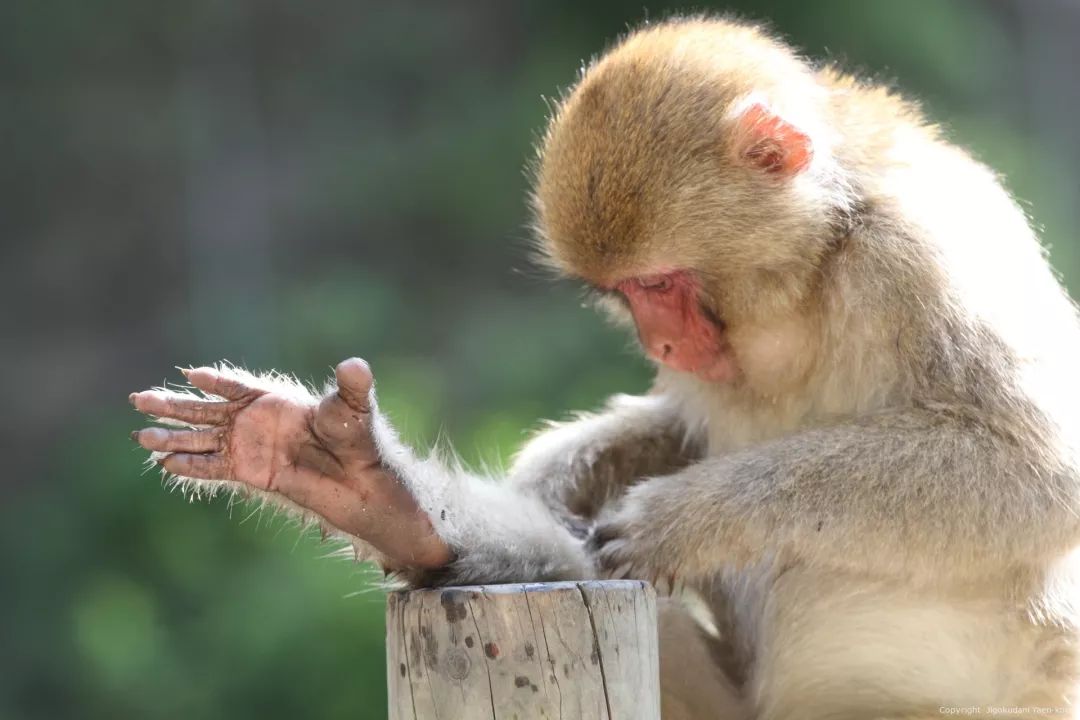 人类进化中男女差异,人类进化的渊源