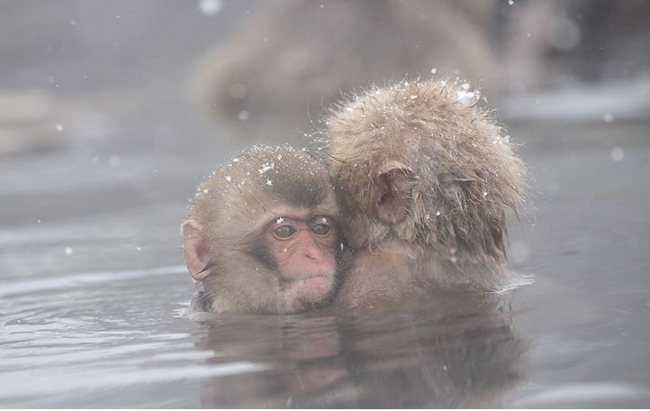 日本七日游温泉酒店,去日本旅游100次