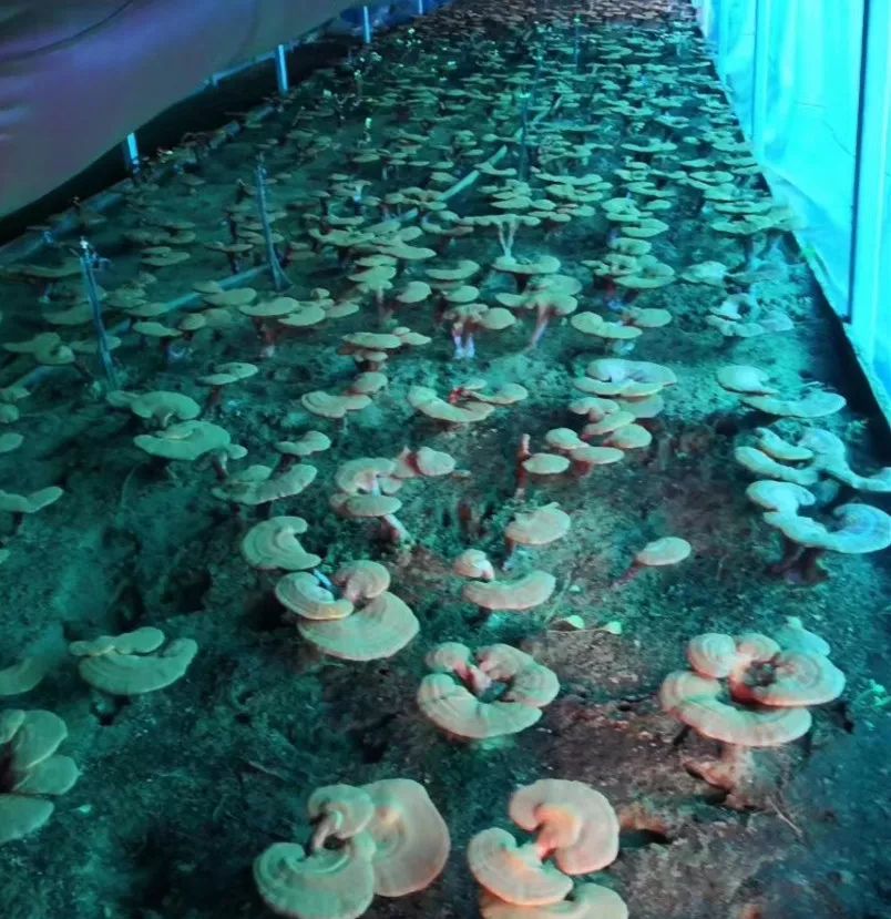 有没有两人一起泡温泉的地方,和伙伴们一起泡温泉