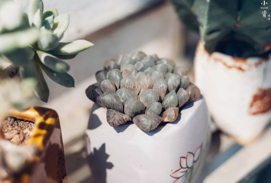 藏不住的美食挡不住的诱惑,藏不住的美食餐厅