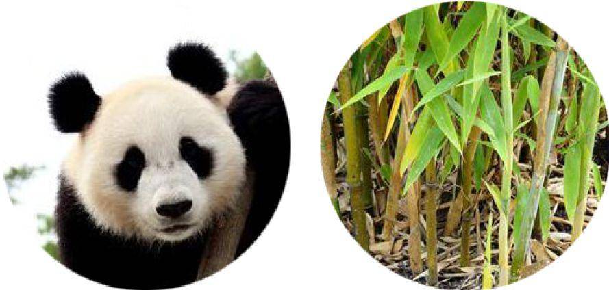 竹子的优点有哪些,竹子很有营养吗