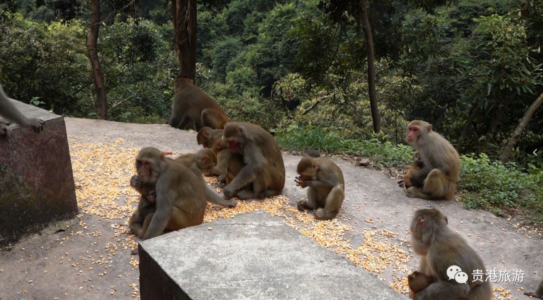 推荐|七彩天梯、野生猕猴、汽车露营……贵港龙潭国家森林公园与你不见不散