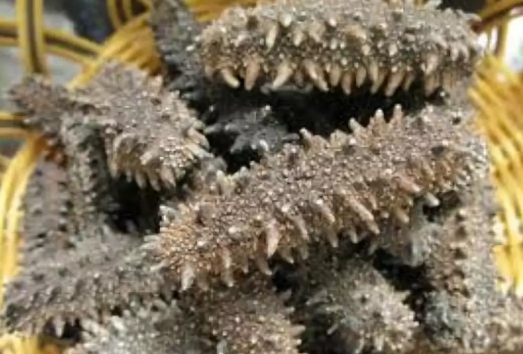 加拿大海参购买,购买加拿大海参