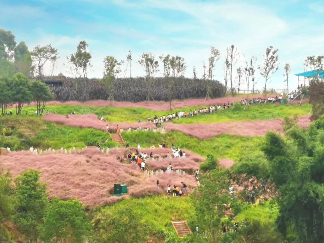 粉黛乱子草网红打卡地成都免费,美到炸网红粉黛乱子草就在双流