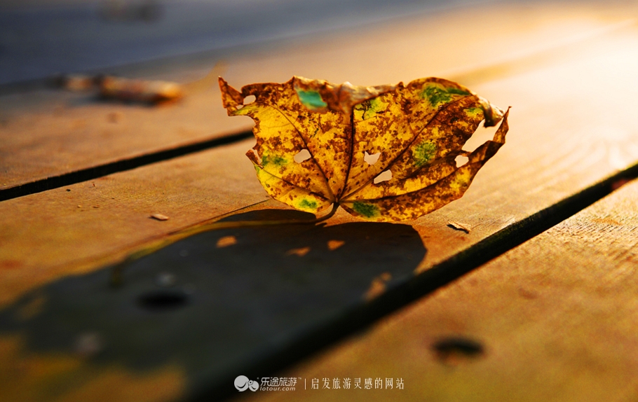 落英缤纷指的是哪个季节,落英缤纷是美景吗