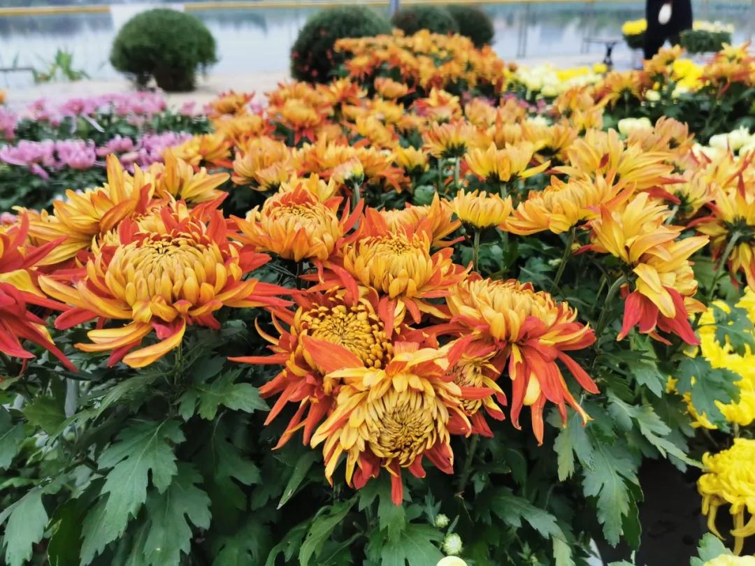 黄石赏菊,黄石哪里可以赏菊