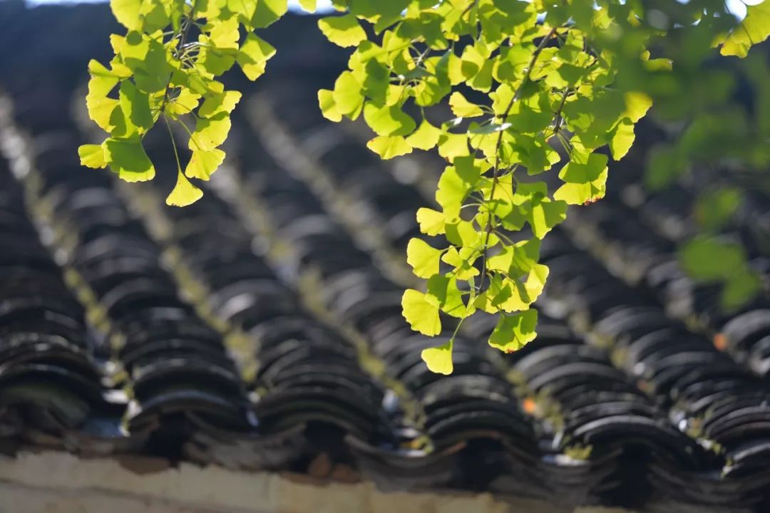 婺源篁岭晒秋什么最好看,婺源秋色正浓石城枫叶渐显红