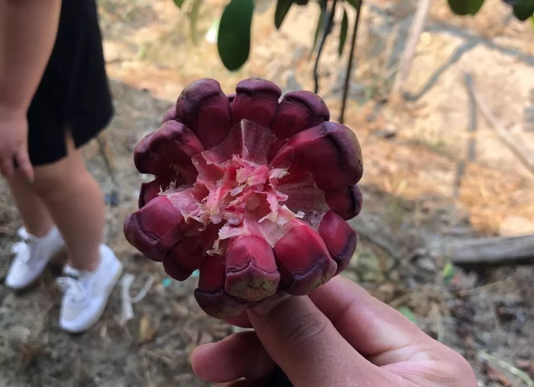 桂林特产野生果,广西桂林冬天山上的野果