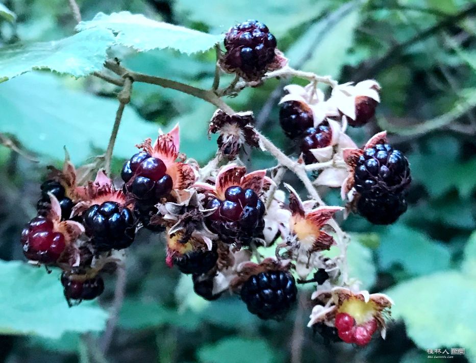 桂林特产野生果,广西桂林冬天山上的野果