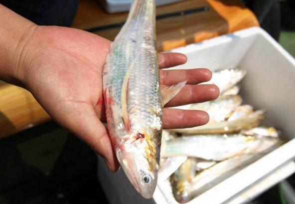 国内最贵的6种食材，家里有矿才吃过，网友：只能远观