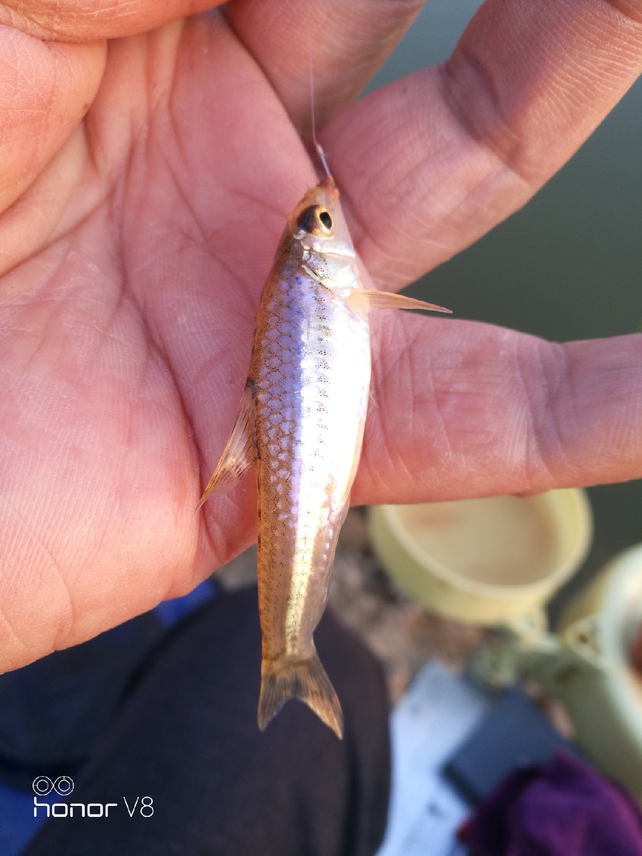 初春野河钓小杂鱼,野钓避杂鱼